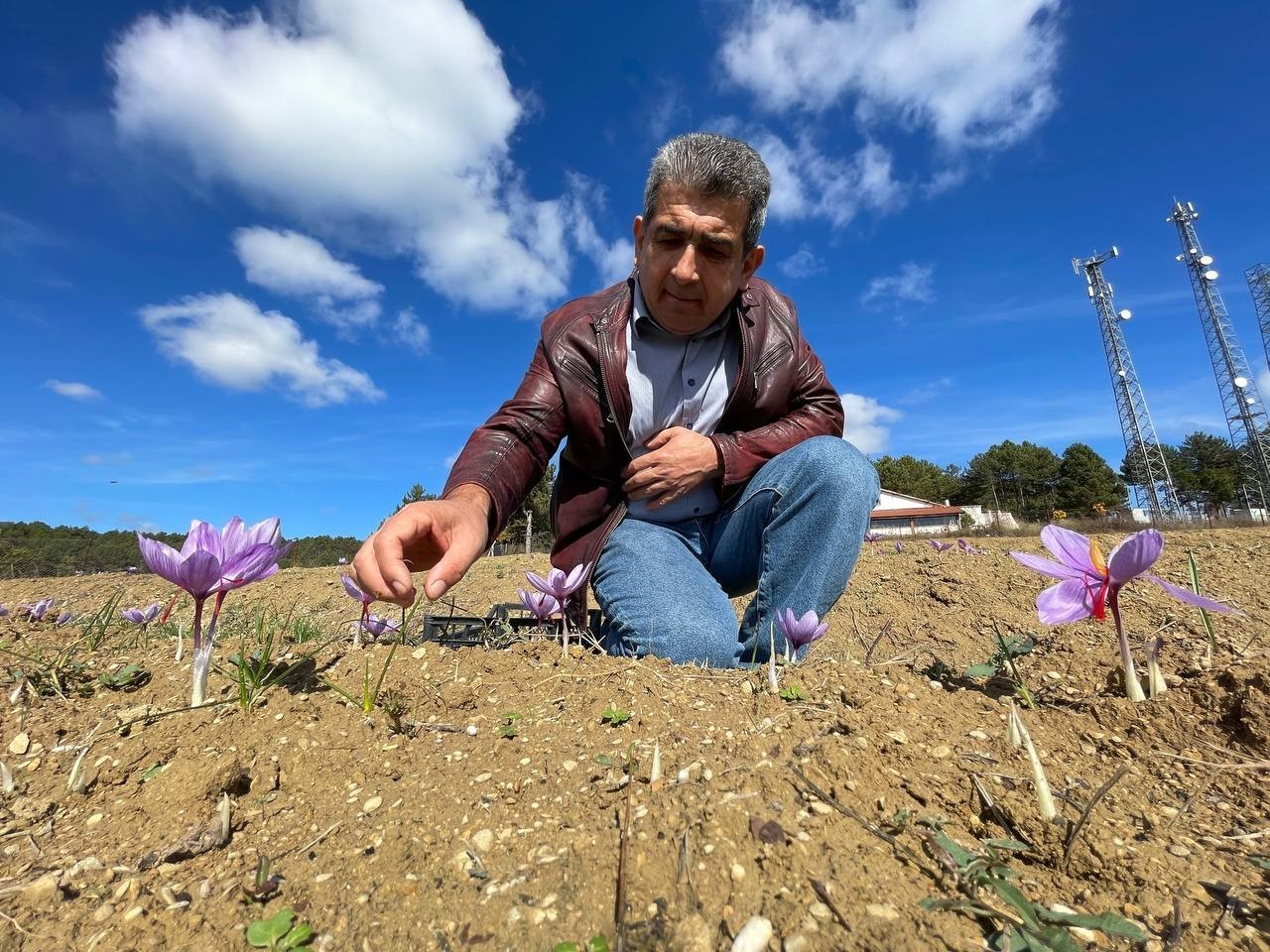 Kilosu 250 bin liradan satılacak olan safran çiçek açmaya başladı
