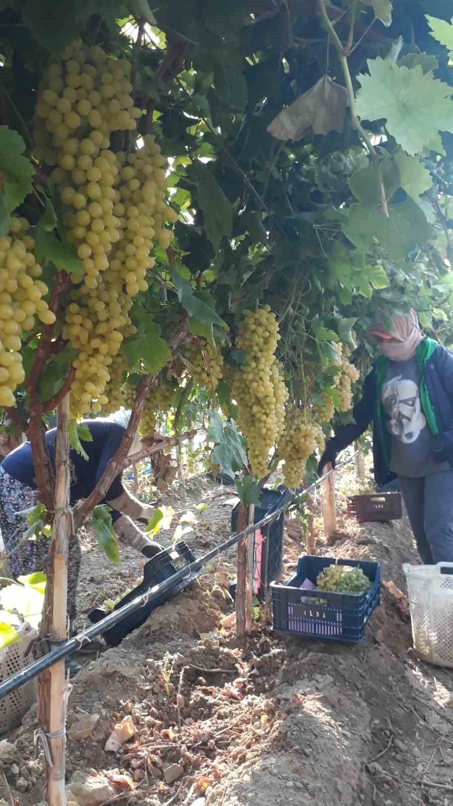 Sarıgöl’de üzüm piyasası canlandı