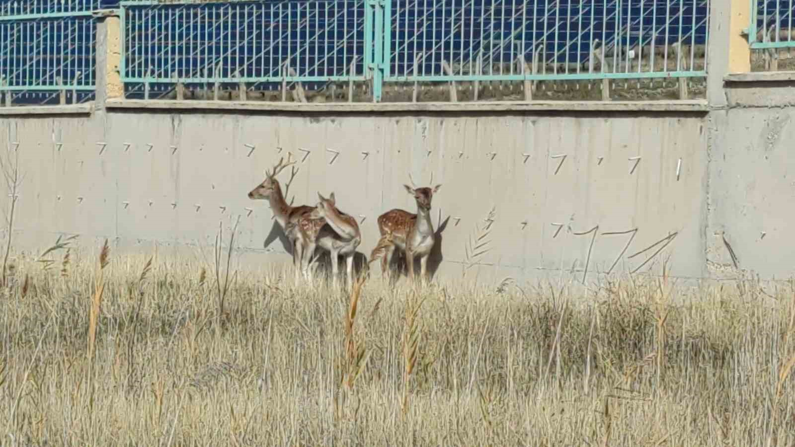 Alageyikler emin ellerde