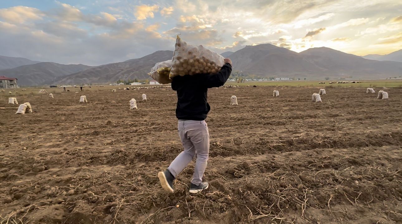 Yüksekova’nın toprağından bereket fışkırıyor: Ton ton patates elde edildi
