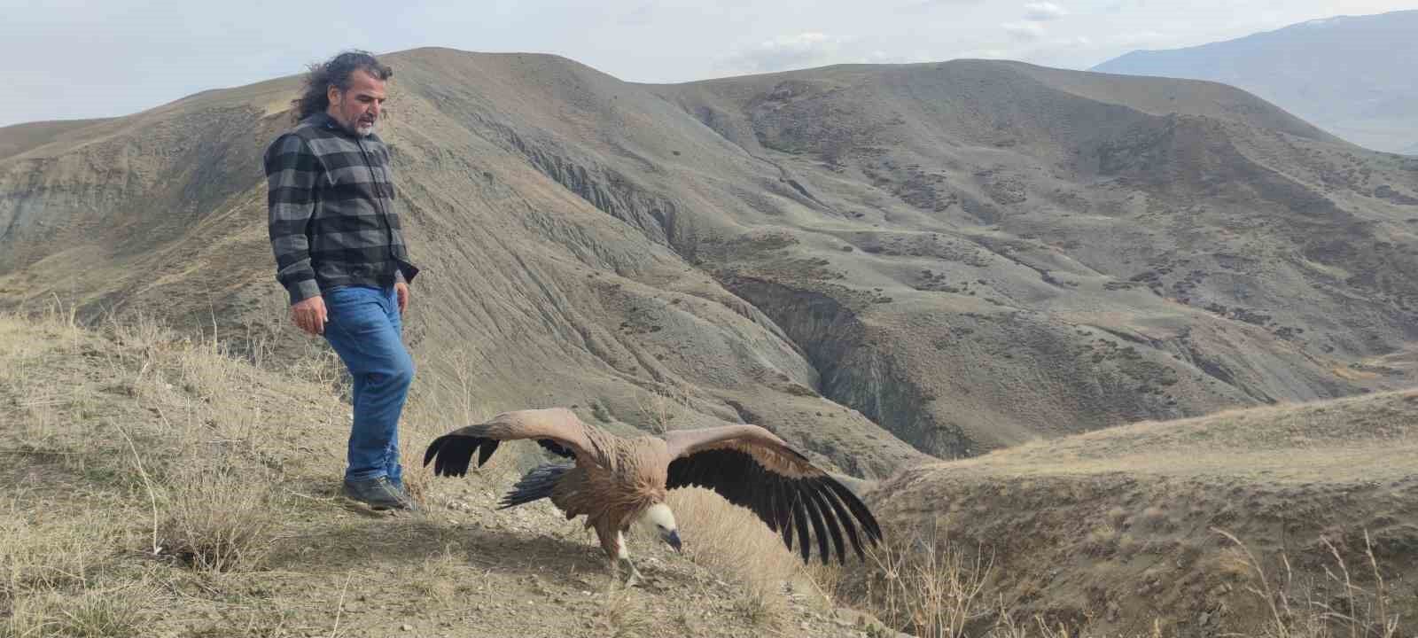 Kızıl akbaba 3 ay sonra yeniden özgür