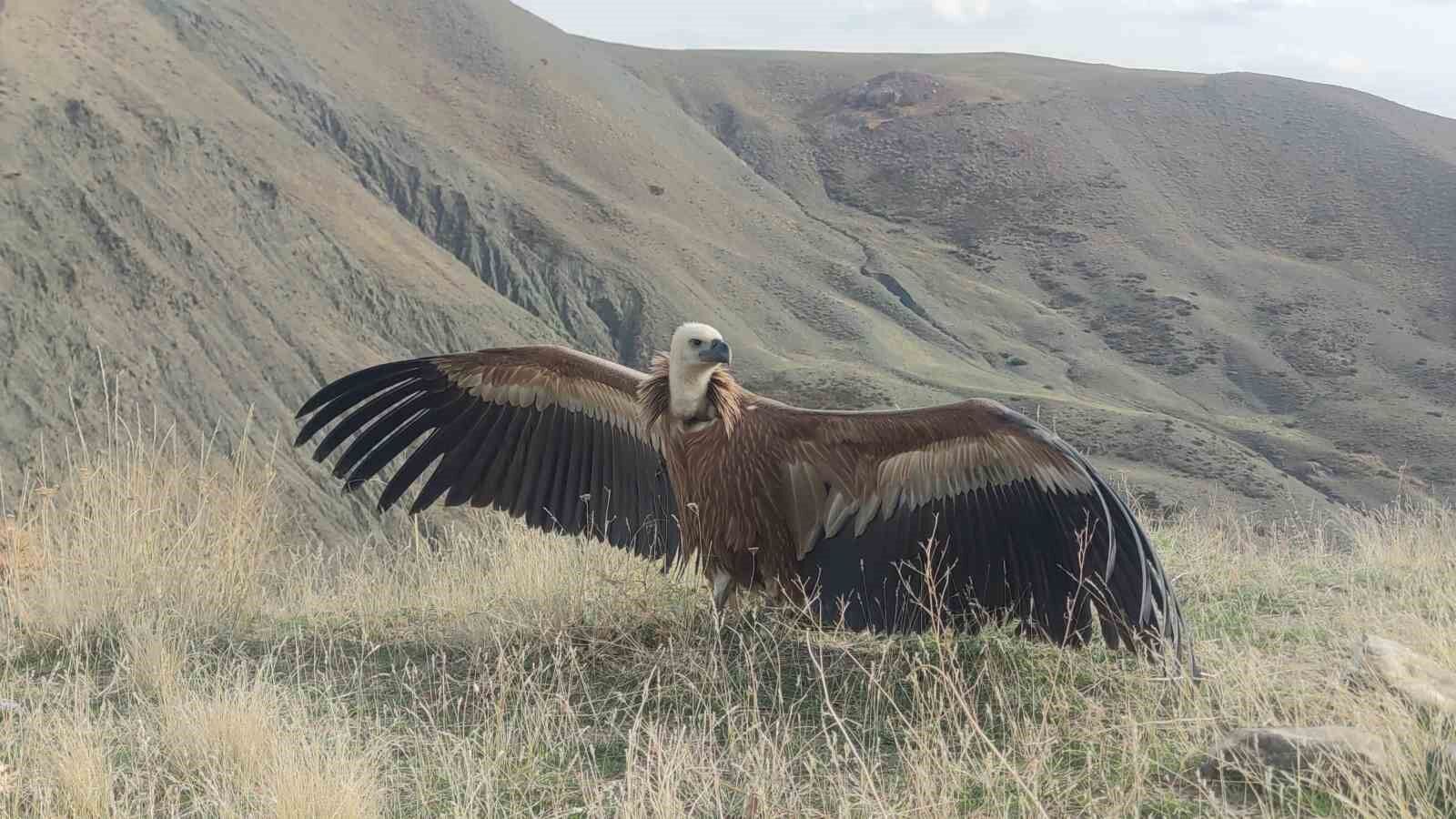 Kızıl akbaba 3 ay sonra yeniden özgür