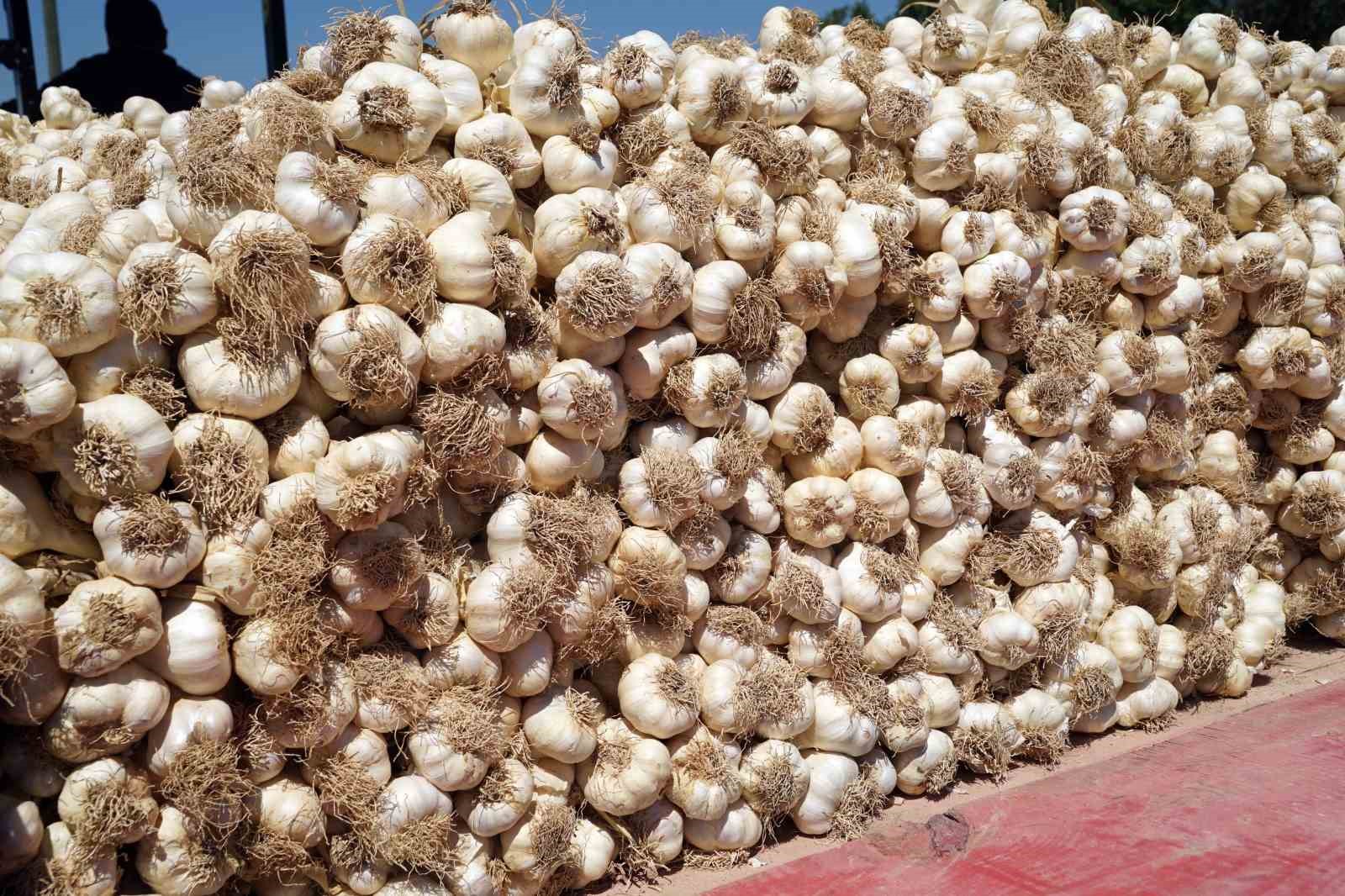 Taşköprü sarımsağında yaşanan verim kaybı üreticisini üzdü