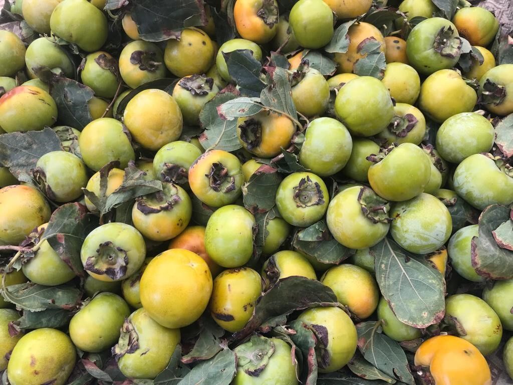 Cennet hurmaları kışa hazırlanıyor