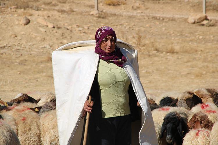 Borçla hayvancılığa başlayan kadın yetiştirici koyun sayısını 30'dan 300'e çıkardı