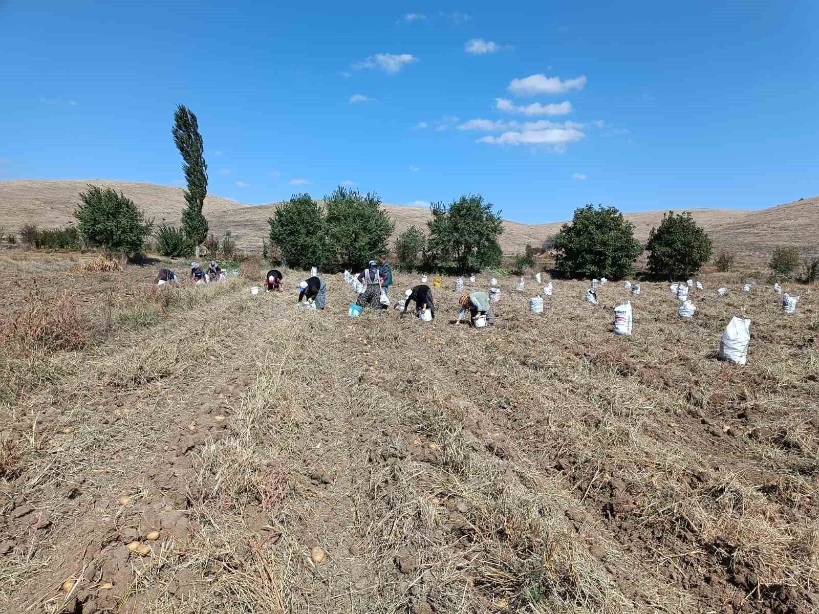 Fazla güneş aldığı için ayrı bir lezzeti olan ‘agria’ cinsi patateste hasat başladı