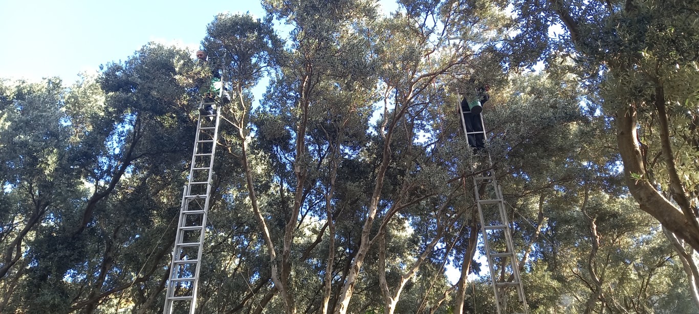 Artvin’in Yusufeli ilçesinin ödüllü Butko zeytininin hasadına başlandı