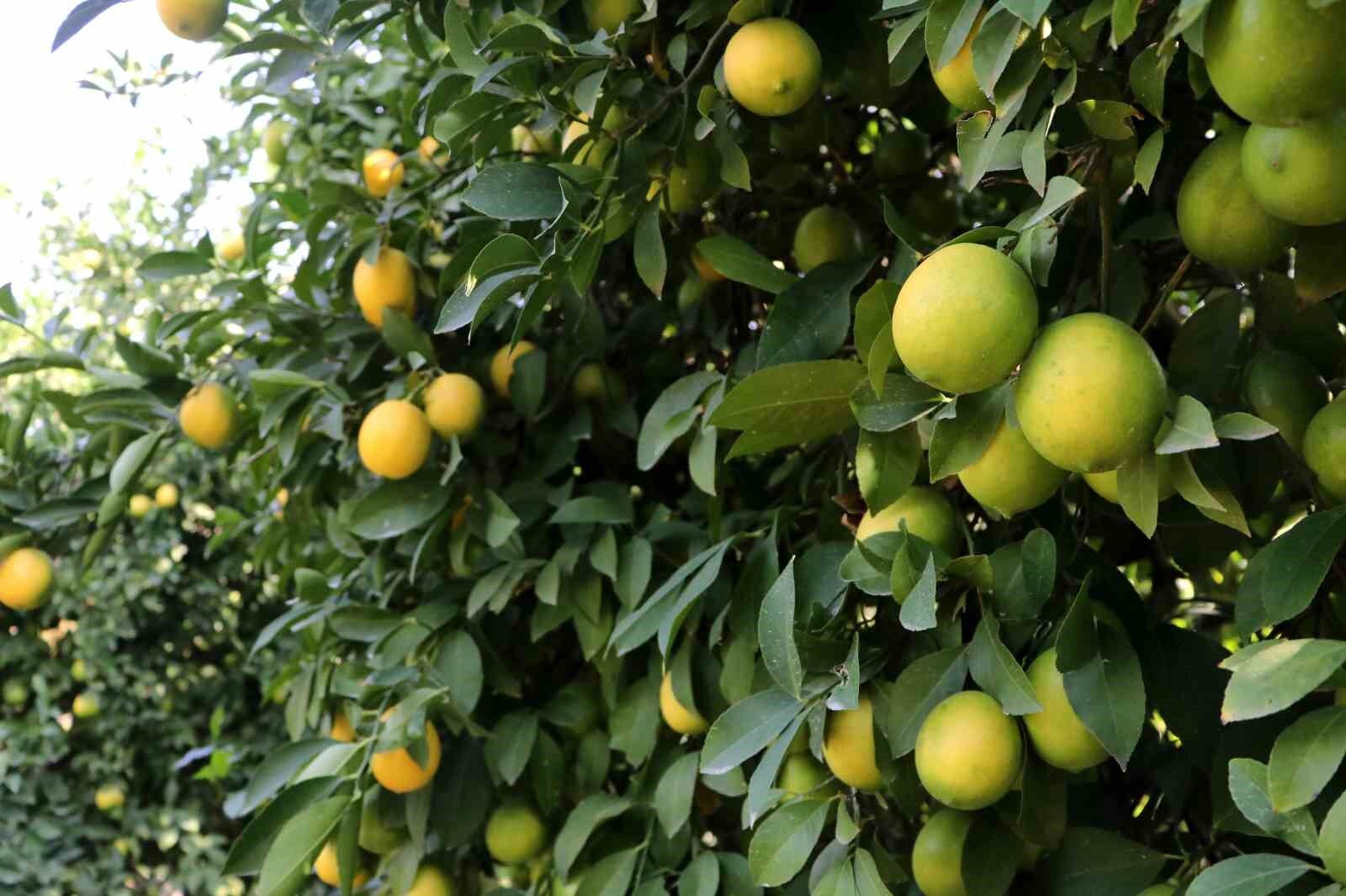 Limon dalında kaldı, üretici limonata çözümü bekliyor