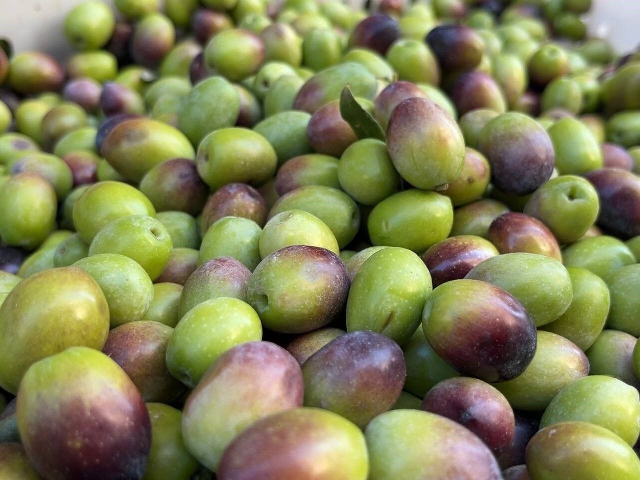 Güney Marmara’da zeytini kuraklık vurdu