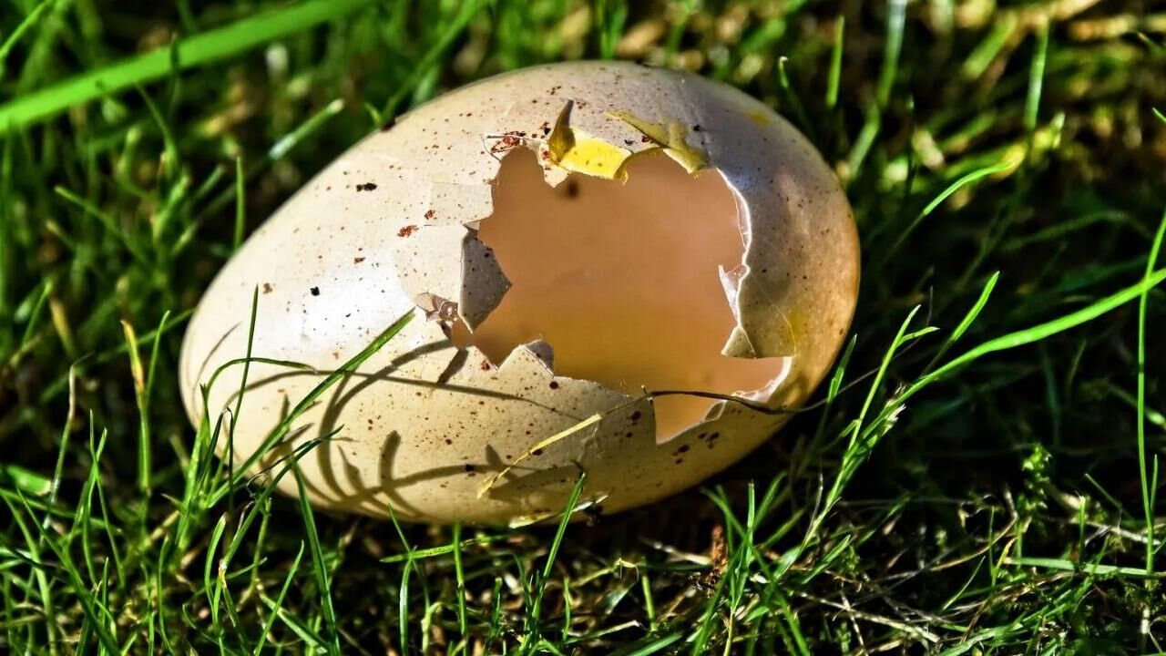 Yumurta kabuklarının faydaları: Yumurta kabukları nasıl kullanılır, bitkilere iyi gelir mi?