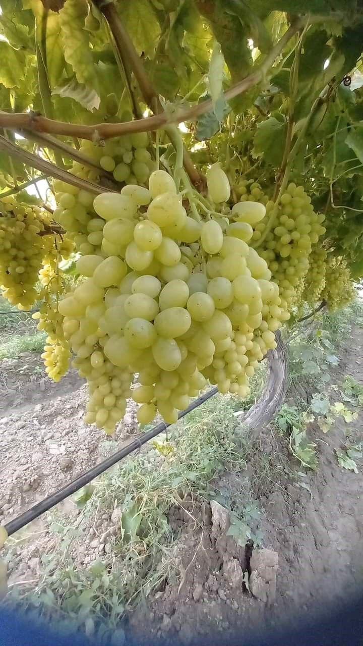 Manisa’nın bağlarında kasım ayında da hasat devam ediyor