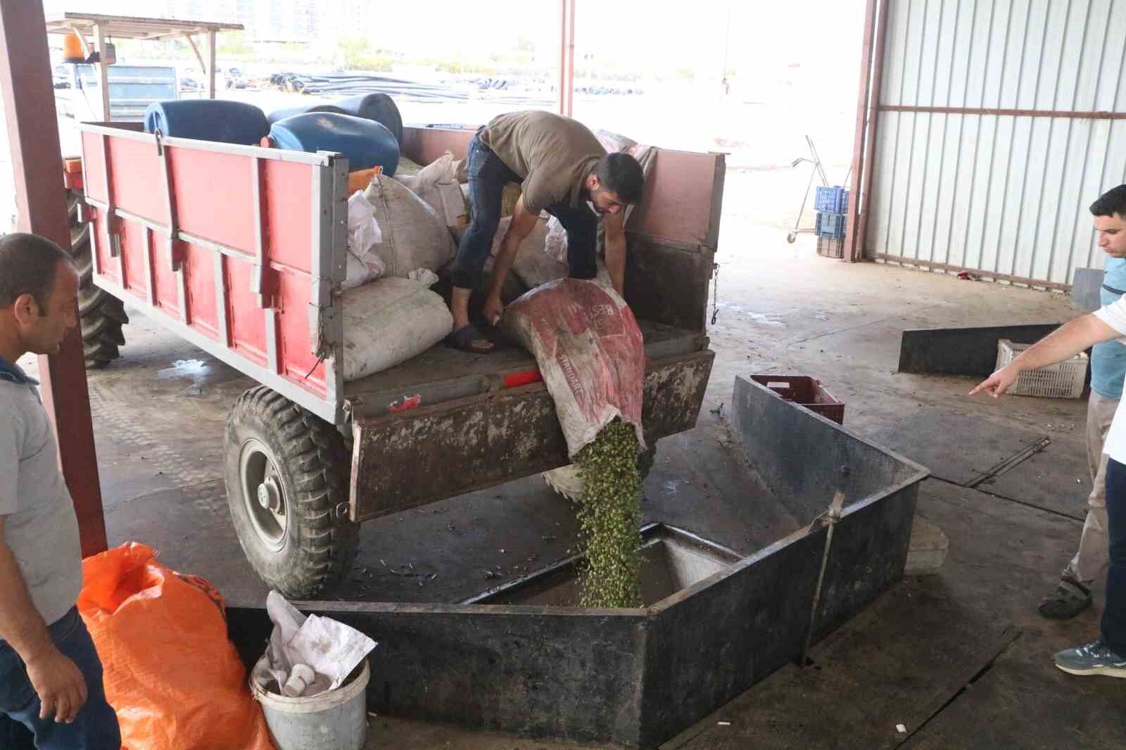 Yemeklerin vazgeçilmezi zeytinyağı, fabrikada 210 TL’den alıcı buluyor