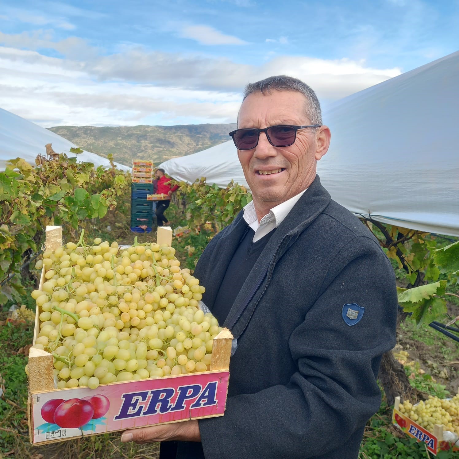 Sarıgöl’de bir yandan hasat bir yandan budama