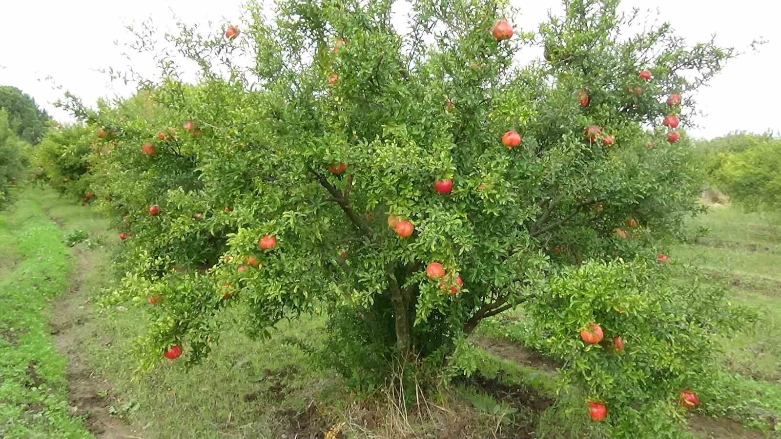 Havran Nar’ında hasat dönemi