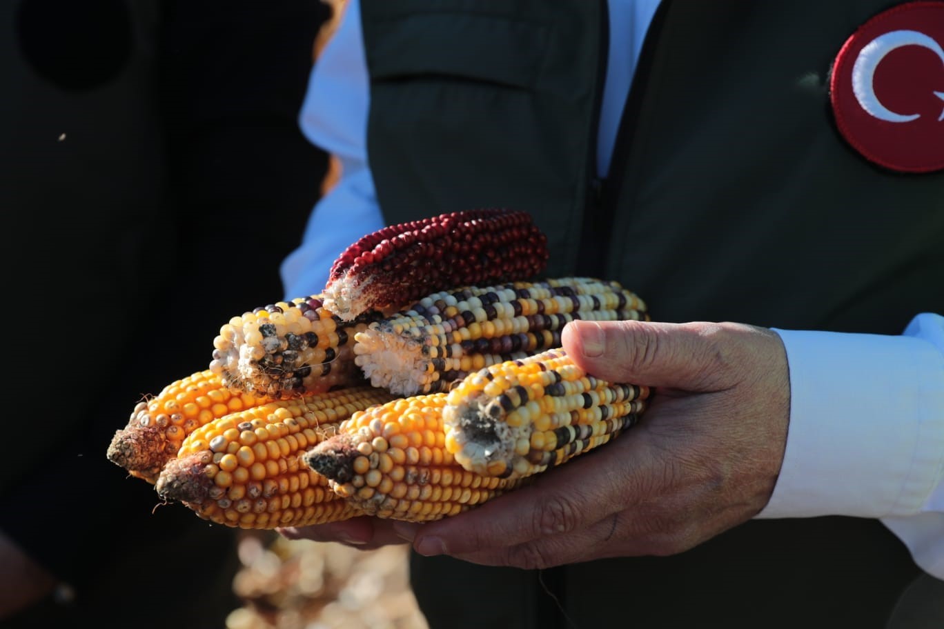 Atık su gübresi yüksek rekolte getirdi