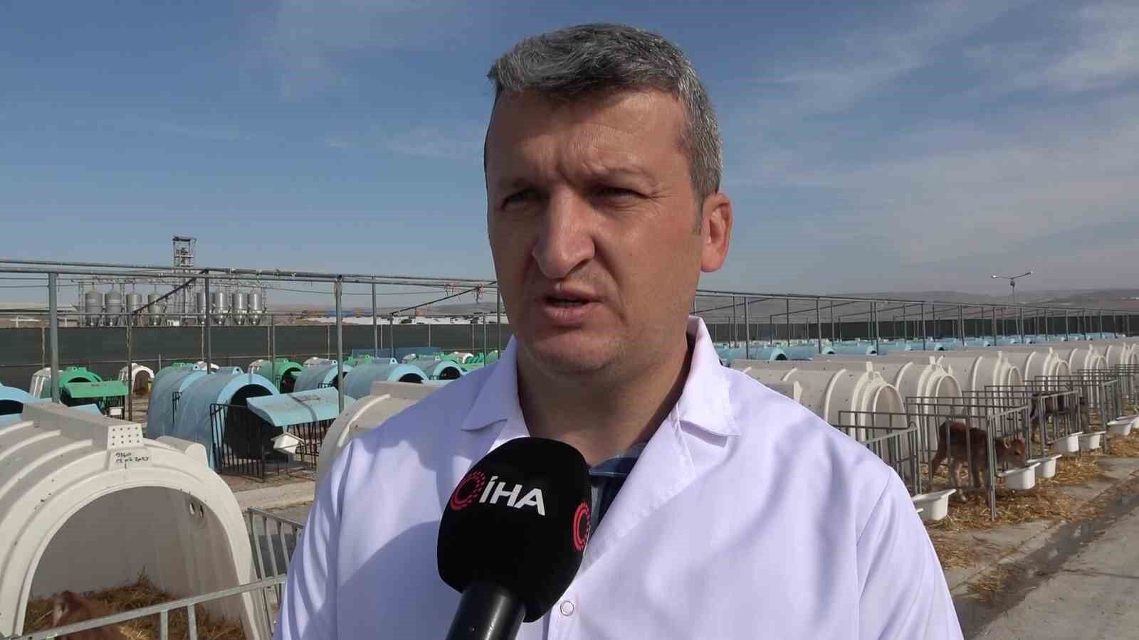 Gökhöyük’ün ‘süt makinesi’ jersey inekleri: Yediği yemi en çok süte onlar çeviriyor