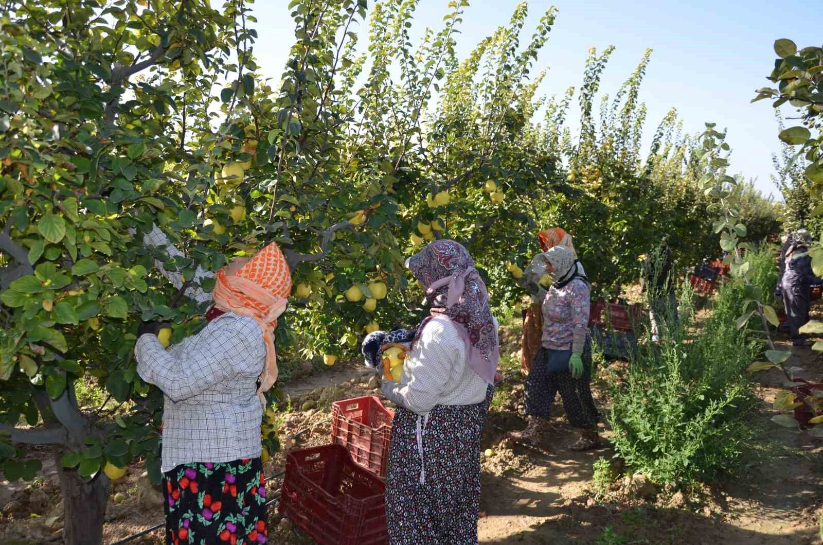 Türkiye ayva üretiminin yüzde 4’ü Denizli’de gerçekleşiyor