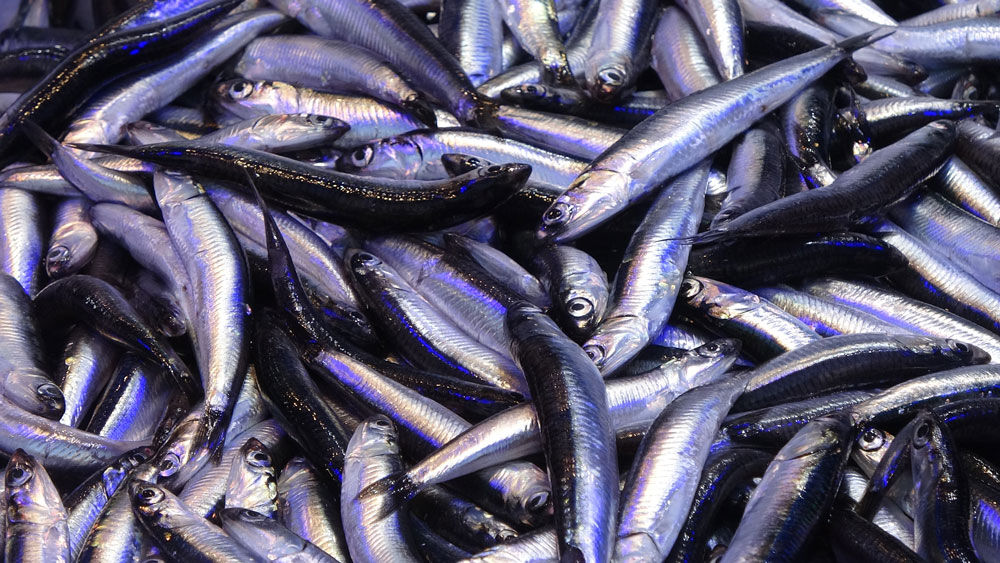 Trabzon’da yerli hamsinin 3 kilosu 100 liradan satılıyor