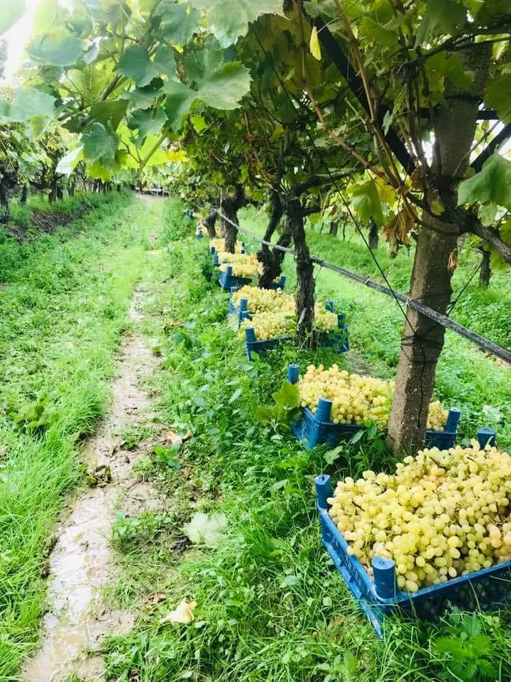 Manisa’da yağmur altında üzüm hasadı