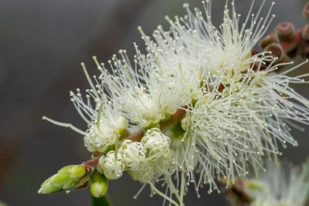 Nioli yağı idrar yolu enfeksiyonuna iyi gelir mi, nedir? Nioli yağı nasıl kullanılır, faydaları nelerdir?
