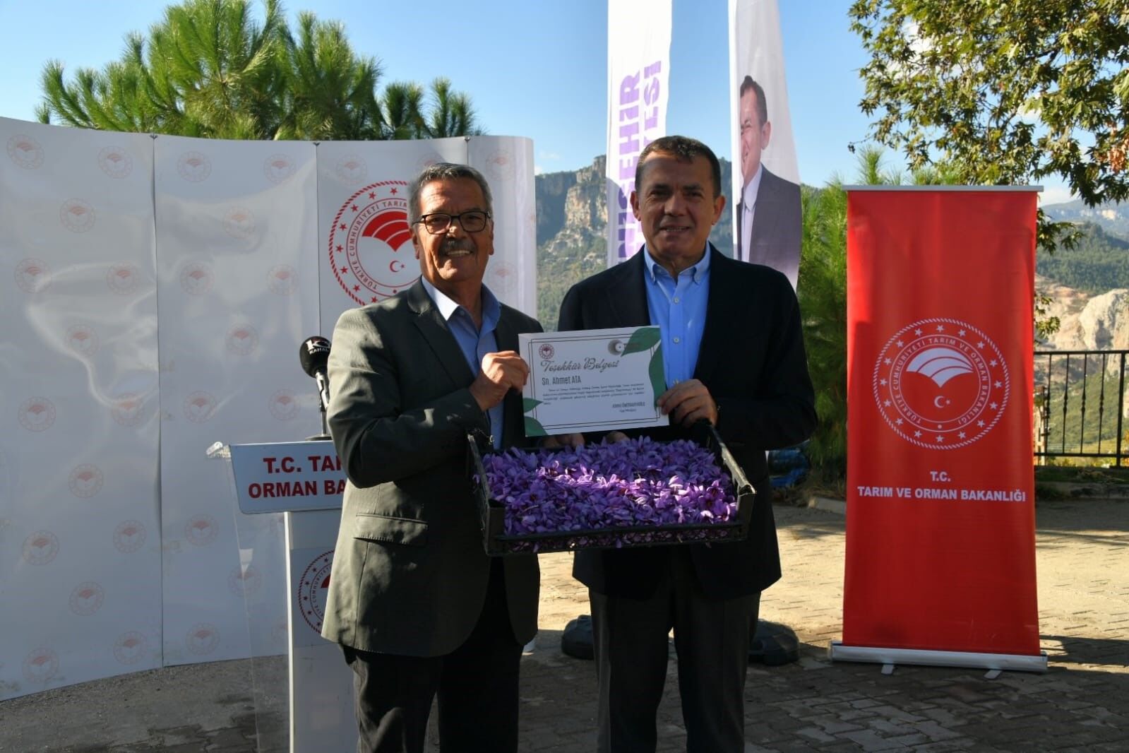 Yenişehir’de safran üretimi üçüncü yılında