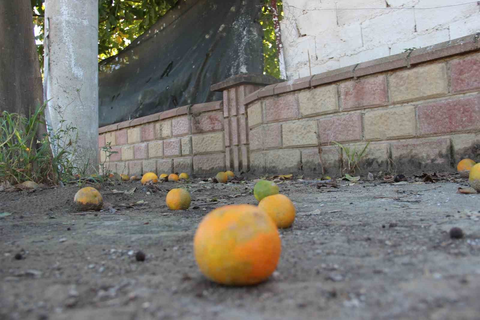 Narenciye üreticisini Akdeniz meyve sineği vurdu