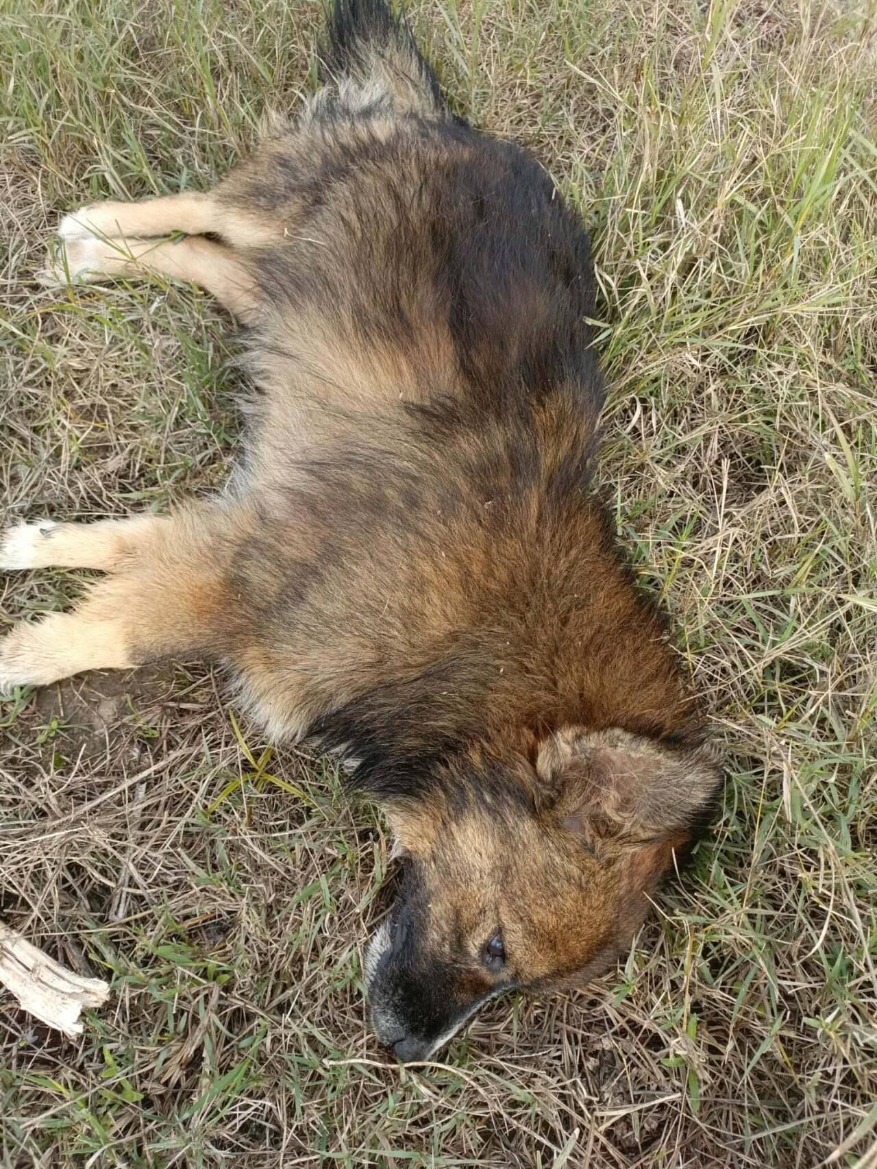 Zehirlenme şüphesi: Aydın'da 30 köpek ile 3 tilki ölü bulundu