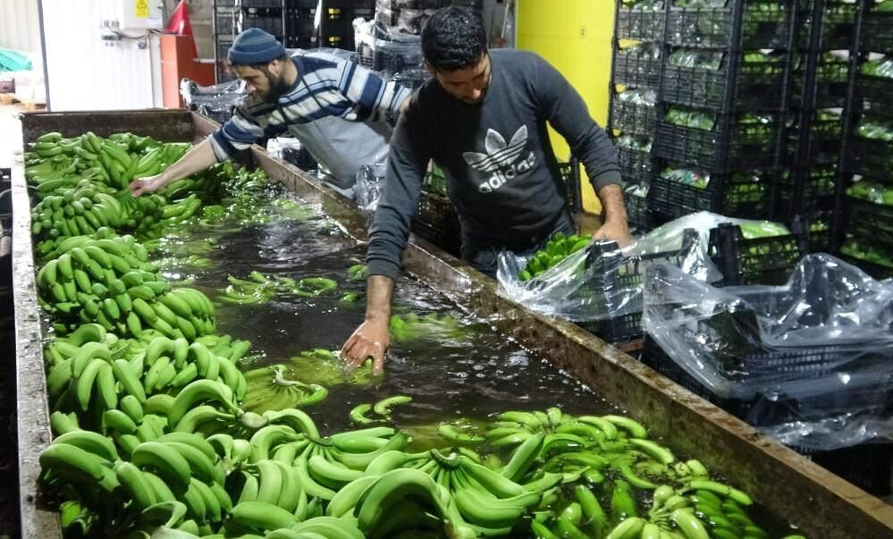 Muzda hasat sezonu başladı, bahçede 16-18 TL