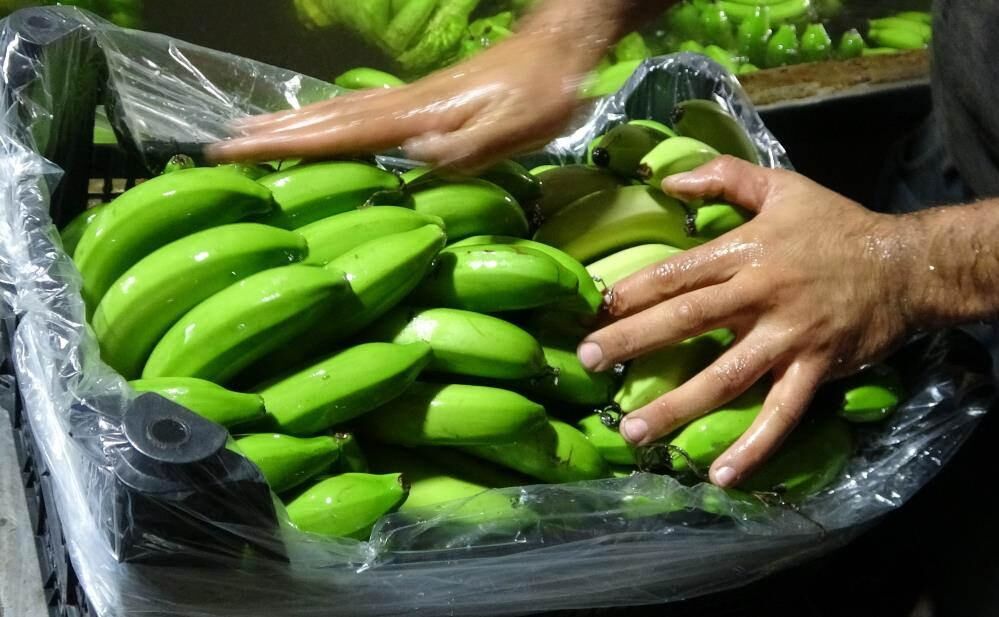 Muzda hasat sezonu başladı, bahçede 16-18 TL