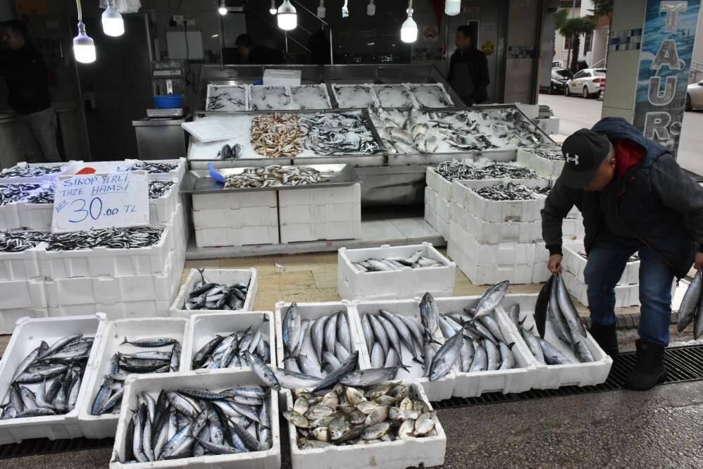 Sinop’ta palamudun tanesi 200 lira