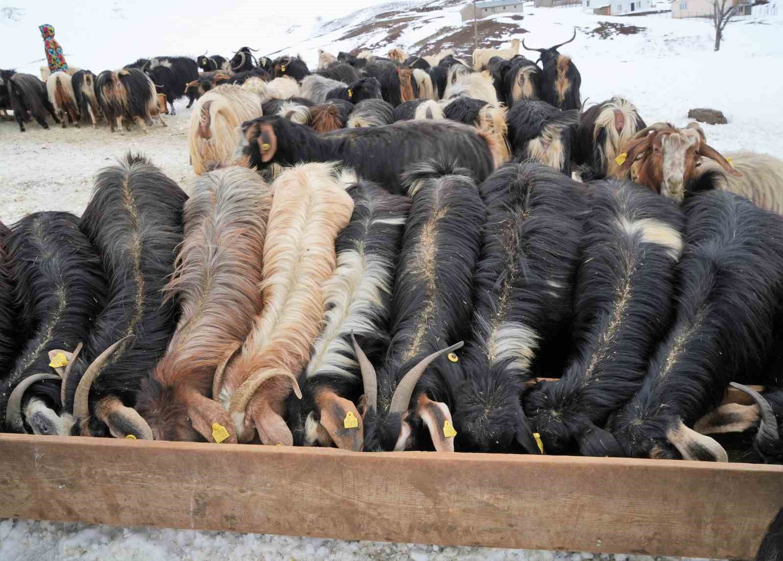 Muş’ta yüksek rakımlı köyler kara gömüldü