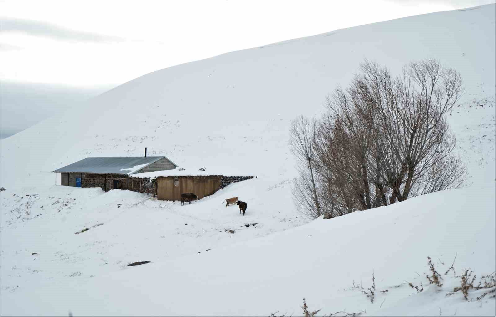 Muş’ta yüksek rakımlı köyler kara gömüldü