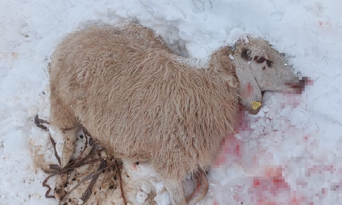 Aç kurtlar ahırdaki sürüye saldırdı: 30 küçükbaş hayvan telef oldu