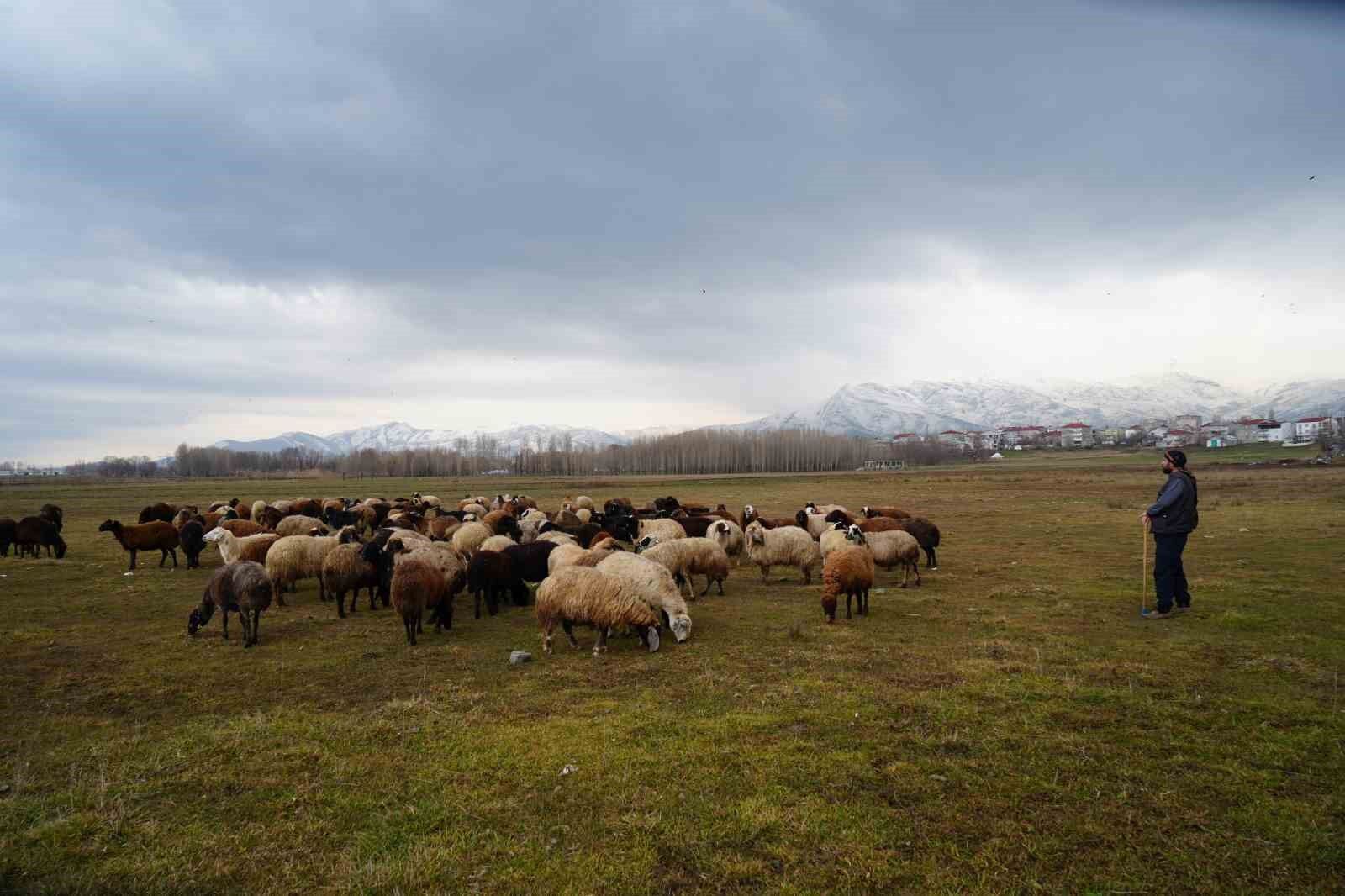 Kar yağmaması besicilere tasarruf sağlıyor