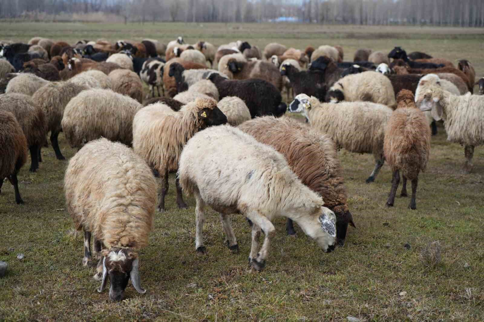 Kar yağmaması besicilere tasarruf sağlıyor
