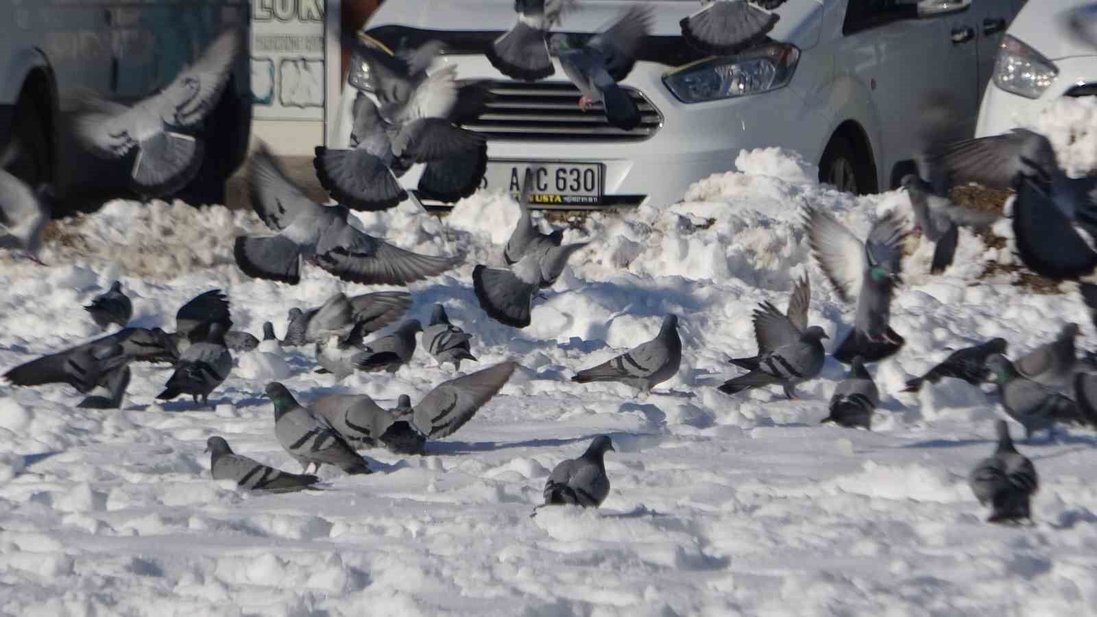 Yem kapmak için birbiriyle yarışan güvercinler görsel şölen oluşturdu