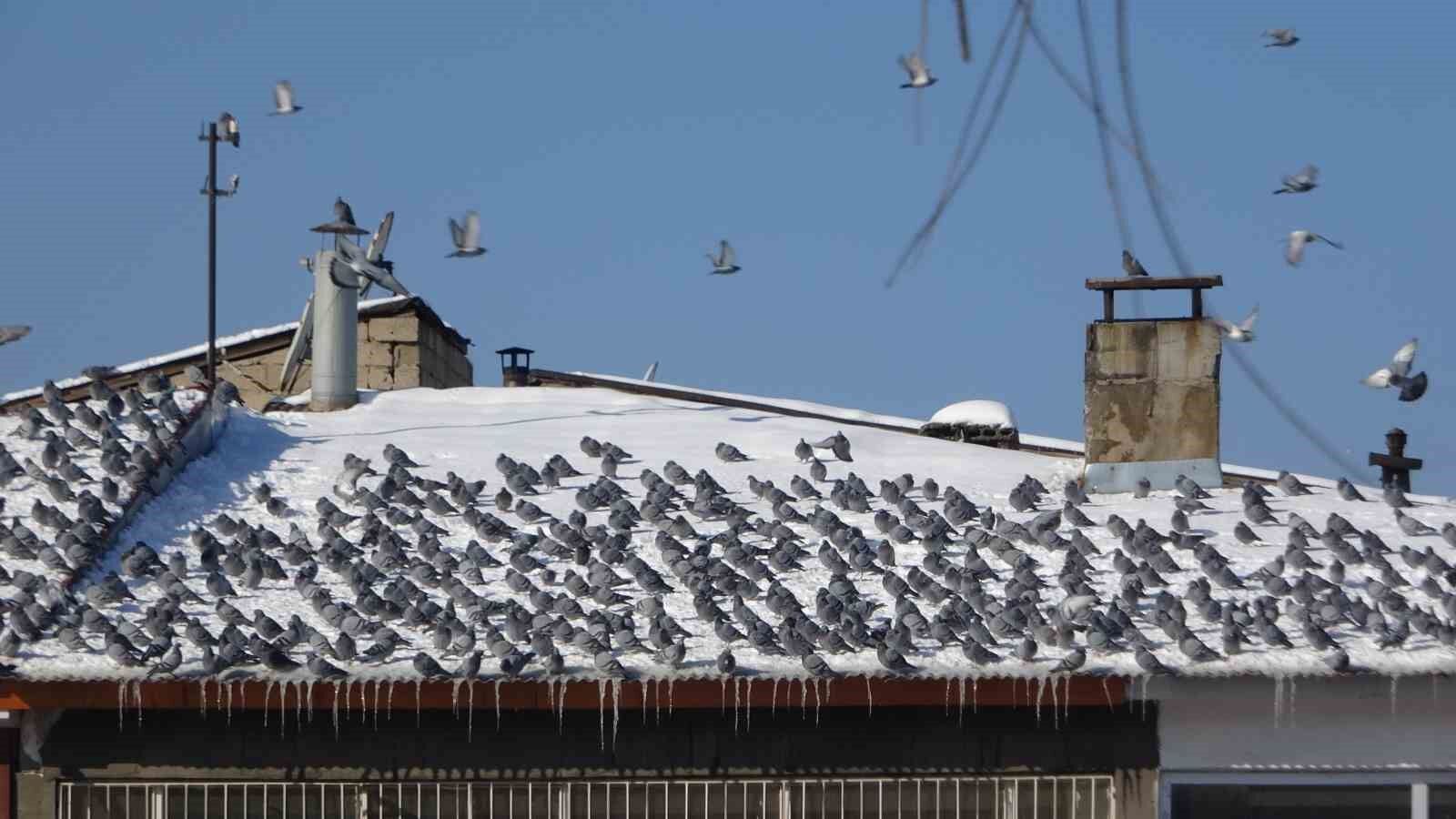 Yem kapmak için birbiriyle yarışan güvercinler görsel şölen oluşturdu