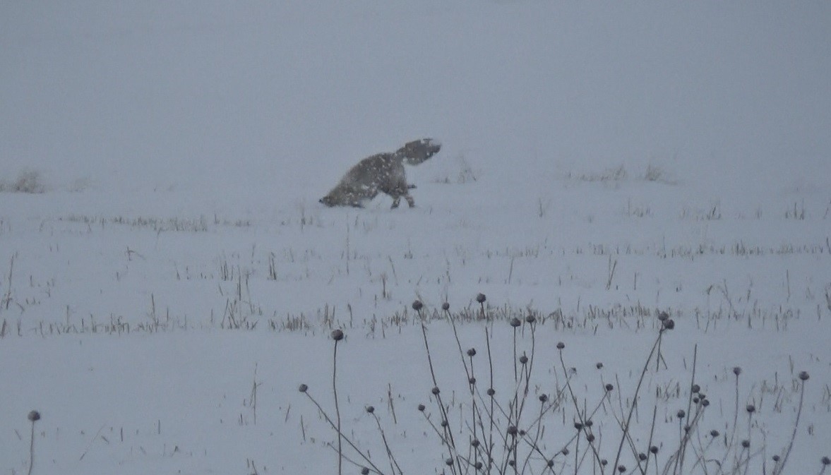 Kars’ta tilkilerin av mesaisi başladı
