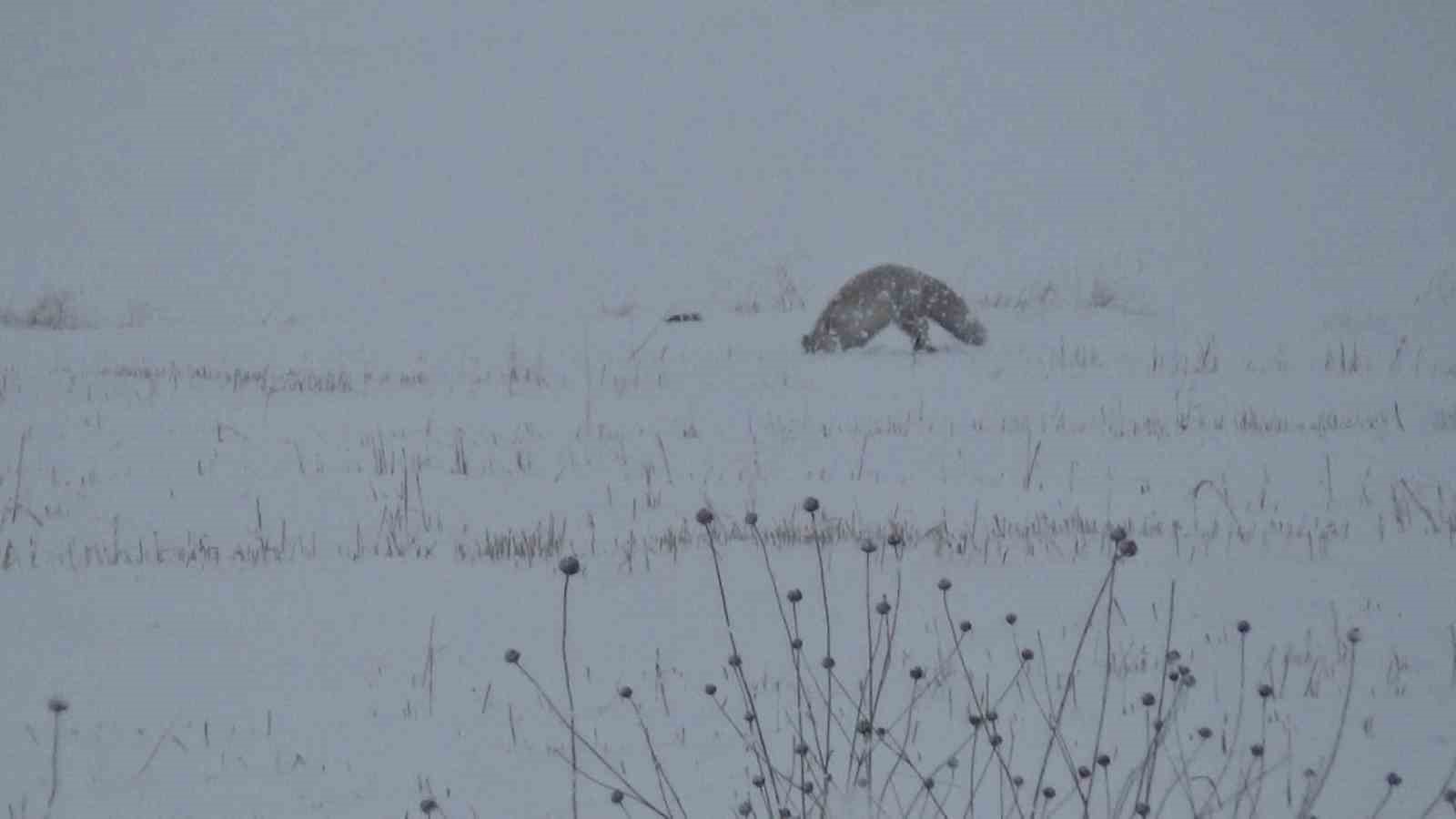 Kars’ta tilkilerin av mesaisi başladı