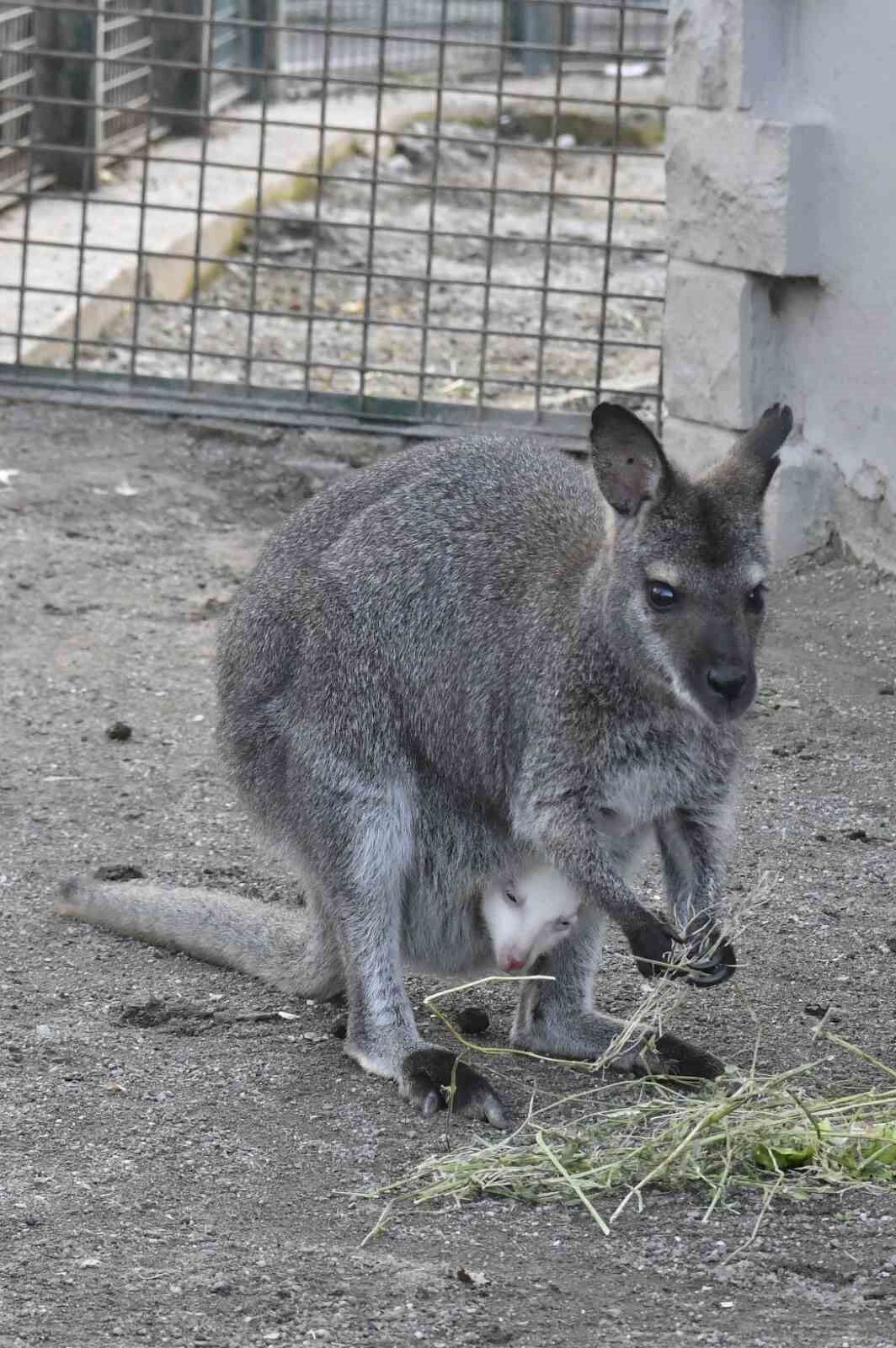 Ankara Büyükşehir Belediyesinin evcil hayvanlar parklarının yeni üyeleri: albino kanguru ve lama