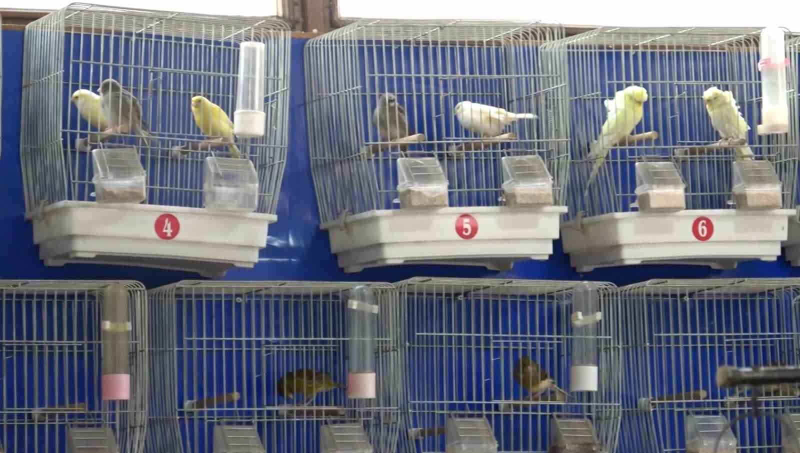 Kütahya’da kuş meraklıları mezatta buluşuyor