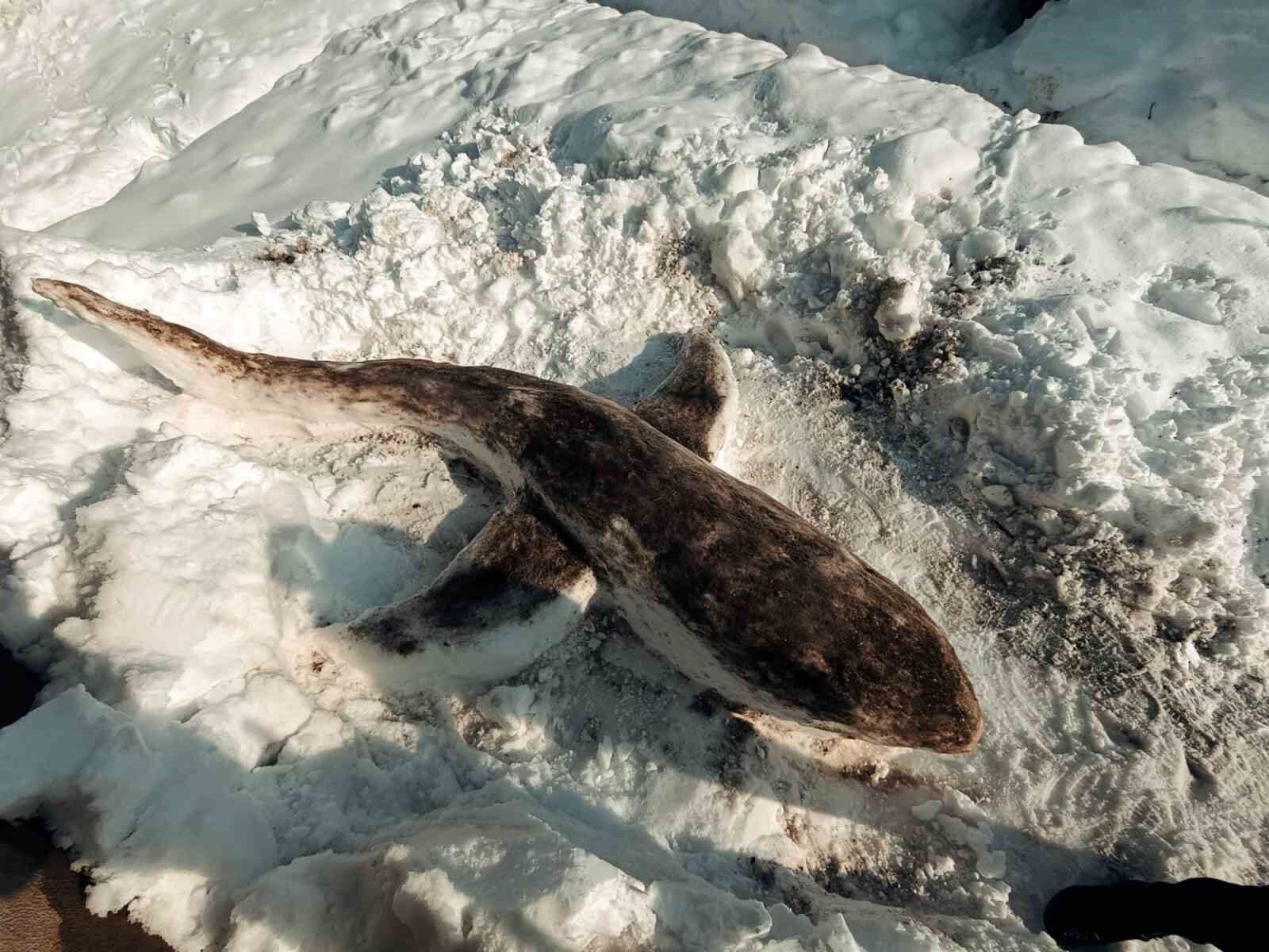 Kardan ‘köpek balığı’ yaptı