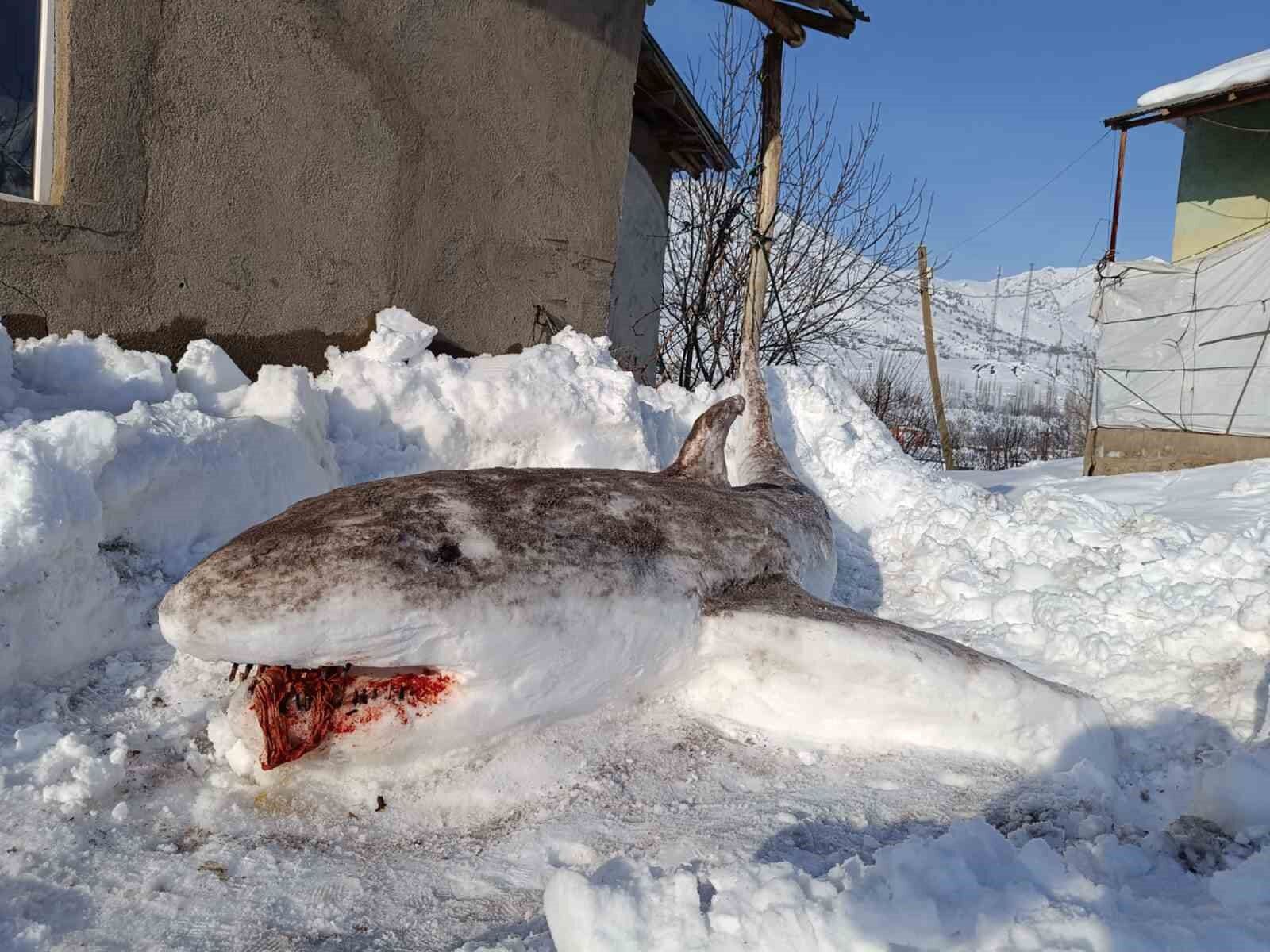 Kardan ‘köpek balığı’ yaptı