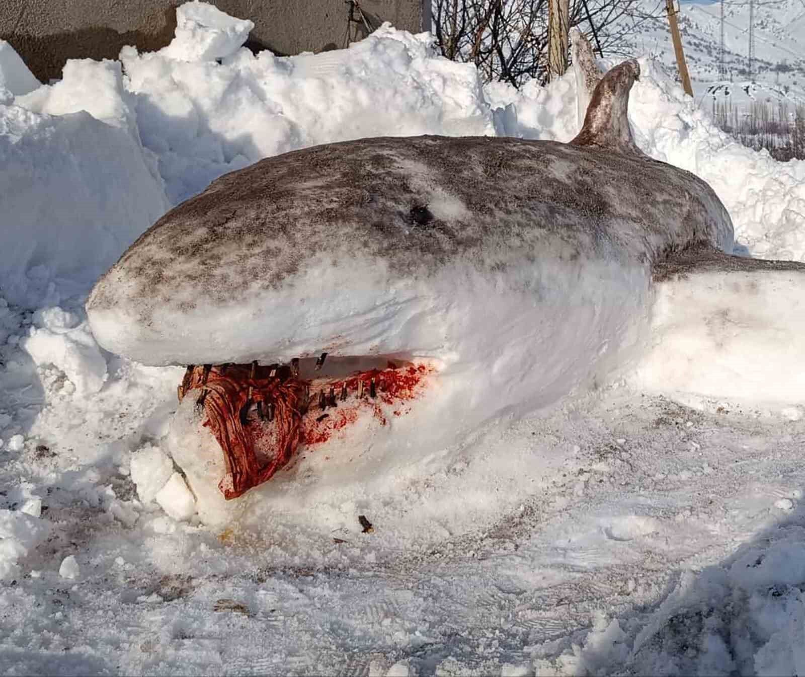 Kardan ‘köpek balığı’ yaptı