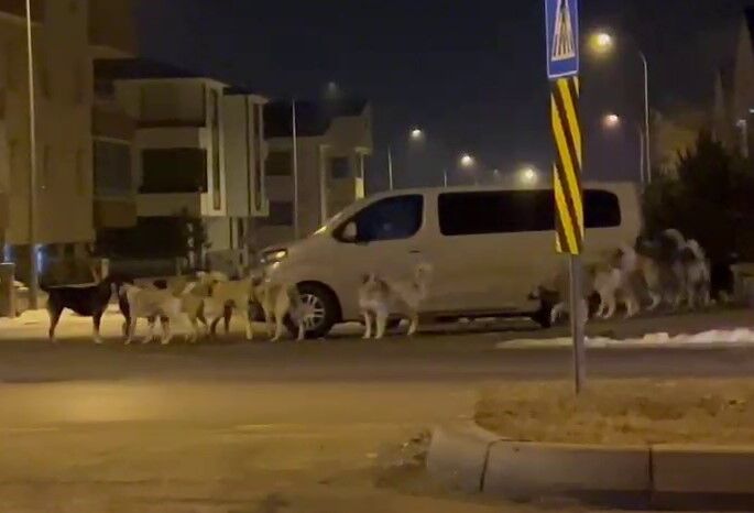 Erzurum’da başıboş köpeklerin korkutan görüntüleri