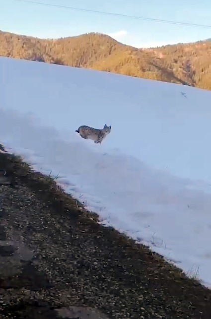 Ardahan’da karlı arazide yiyecek arayan vaşak görüntülendi