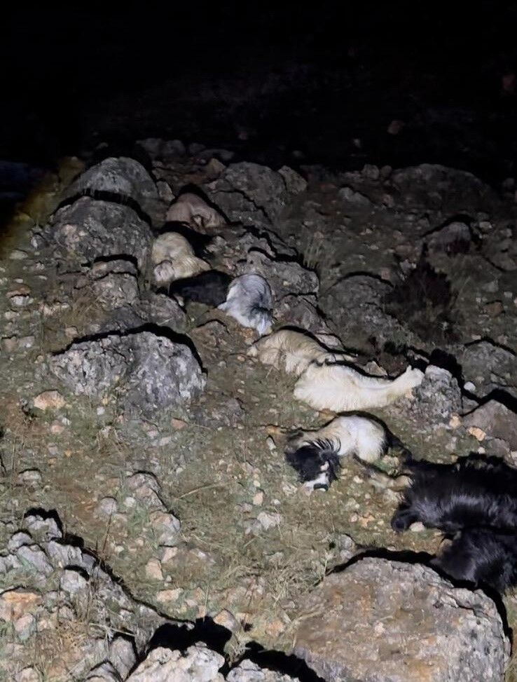 Düşen yıldırım 25 küçükbaş hayvanı telef etti