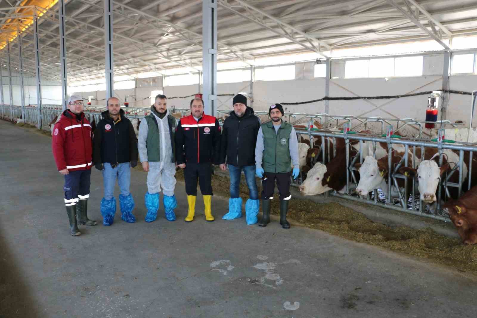 Şap hastalığına karşı bu yıl 3 doz aşı uygulanacak