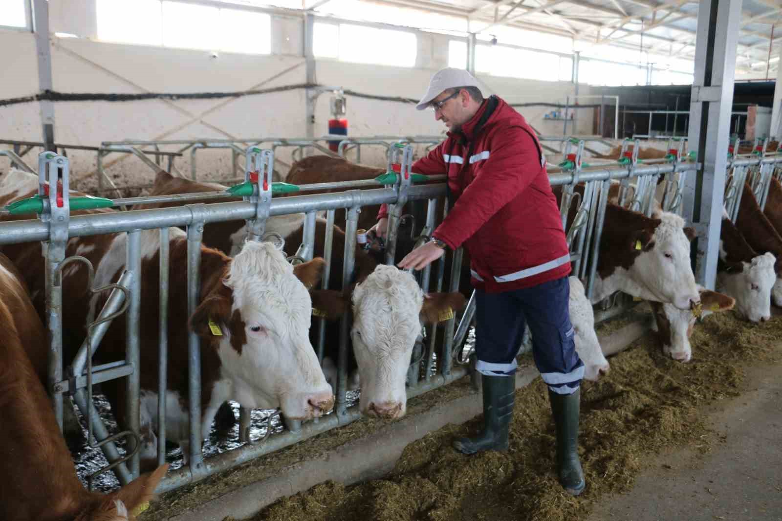 Şap hastalığına karşı bu yıl 3 doz aşı uygulanacak