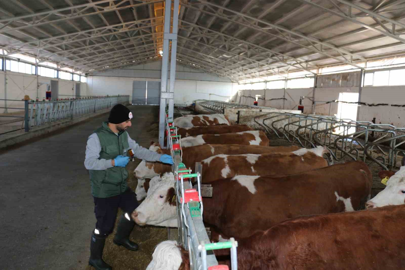 Şap hastalığına karşı bu yıl 3 doz aşı uygulanacak